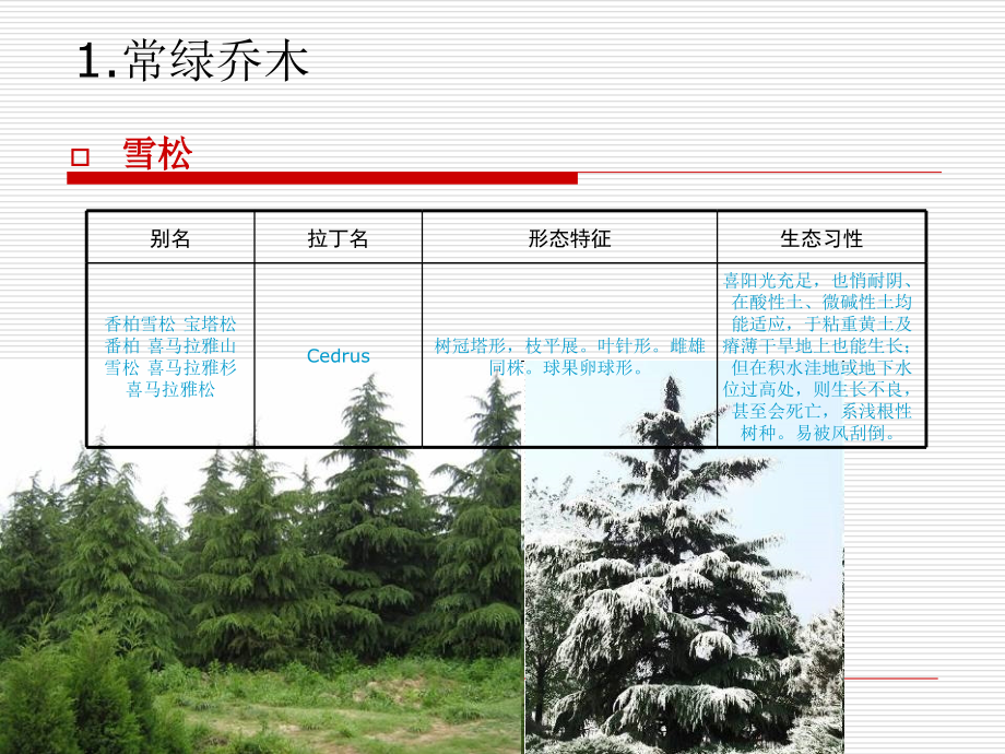 北京园林常见树种 课件_第3页