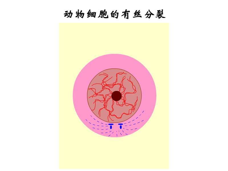 {精品}减数分裂和受精作用一轮复习_第2页