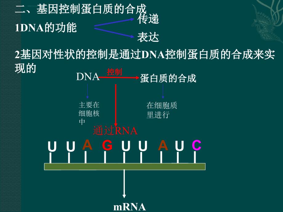 必修2：基因的表达中图版课件_第3页