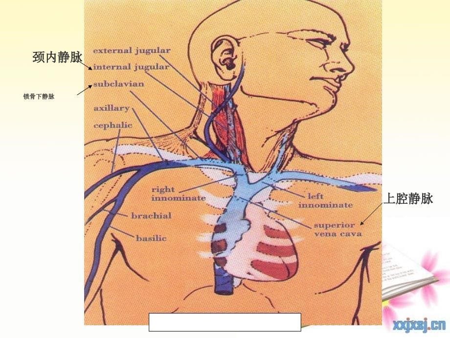 （优质医学）中心静脉置管护理_第5页