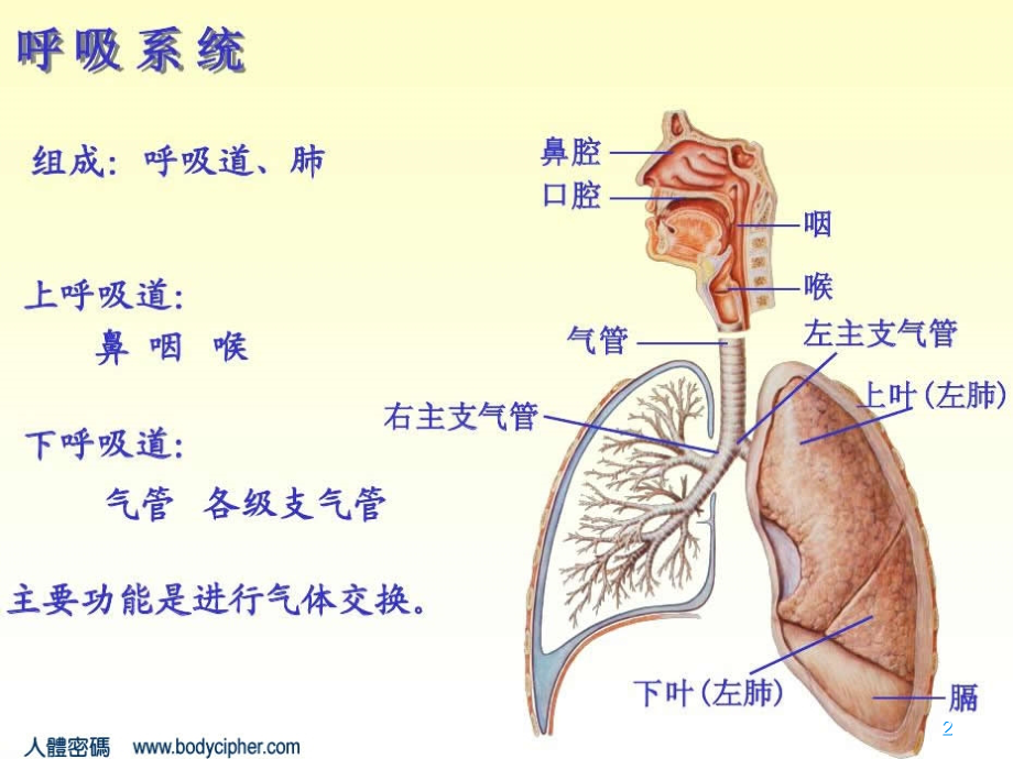 （优质医学）肺部解剖与影象_第2页