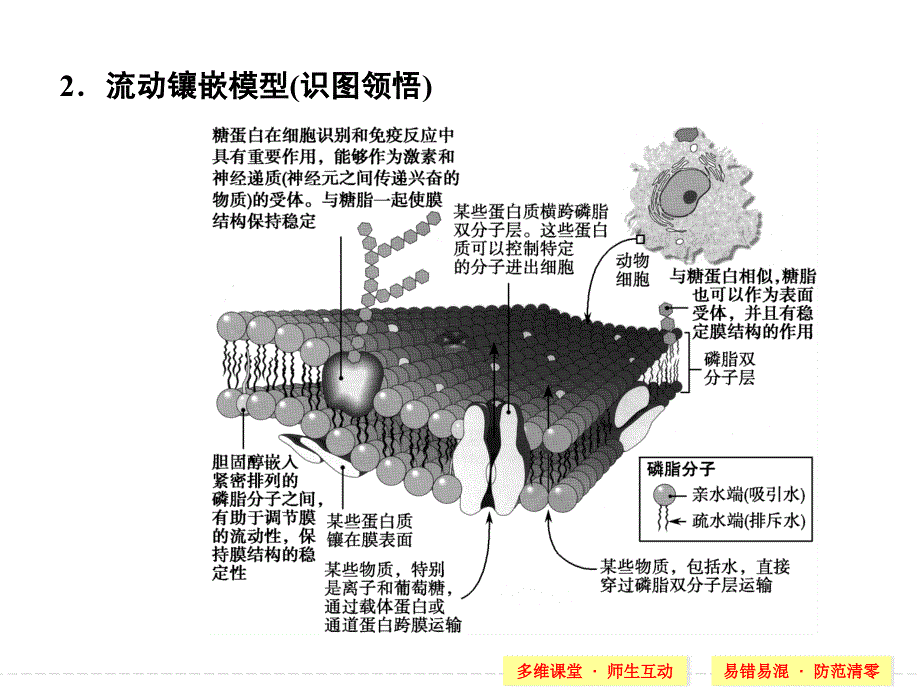 必修一 第二单元 第1讲 细胞膜与细胞核(含生物膜的流动镶嵌模型)课件_第3页