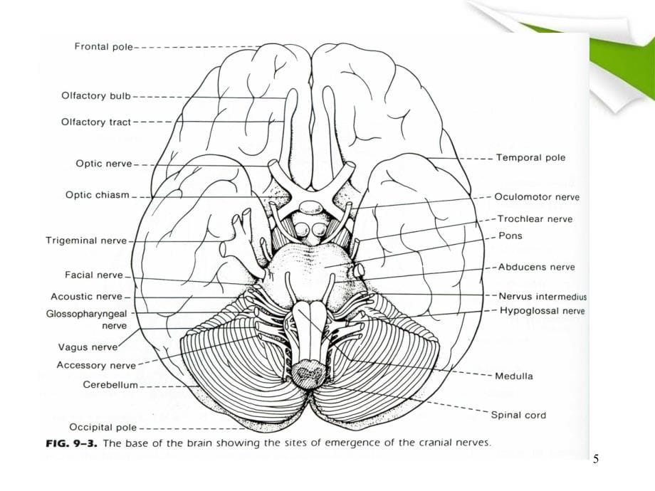 （优质医学）颅神经解剖及功能定位_第5页