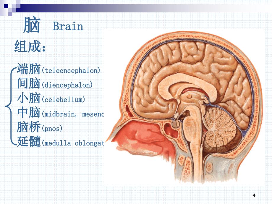 （优质医学）脑干形态学_第4页