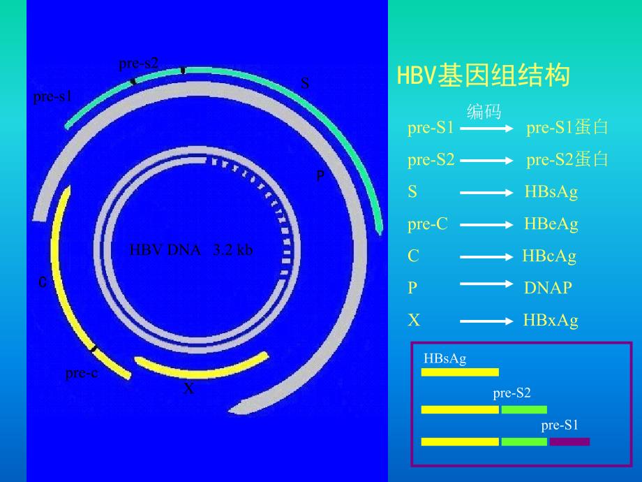 慢性乙型肝炎诊治课件_第3页