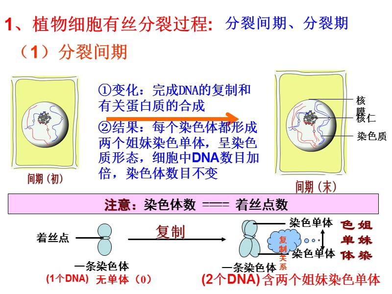 18编号[]2-1减数分裂_第4页