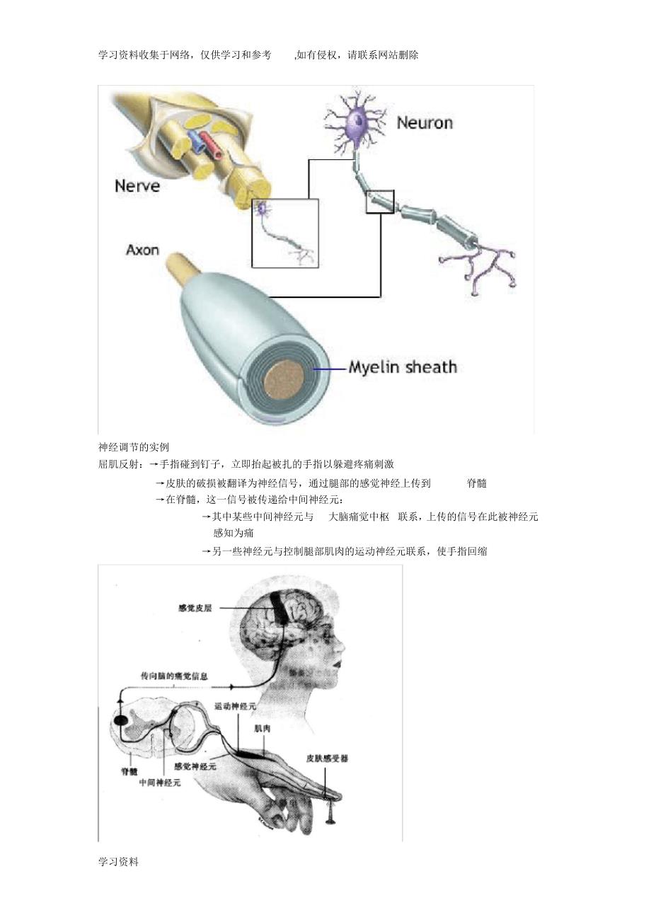 人体神经系统基础知识点及图解_第3页