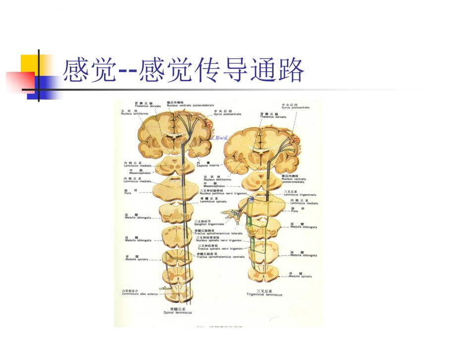 感觉、运动、反射课件_第4页