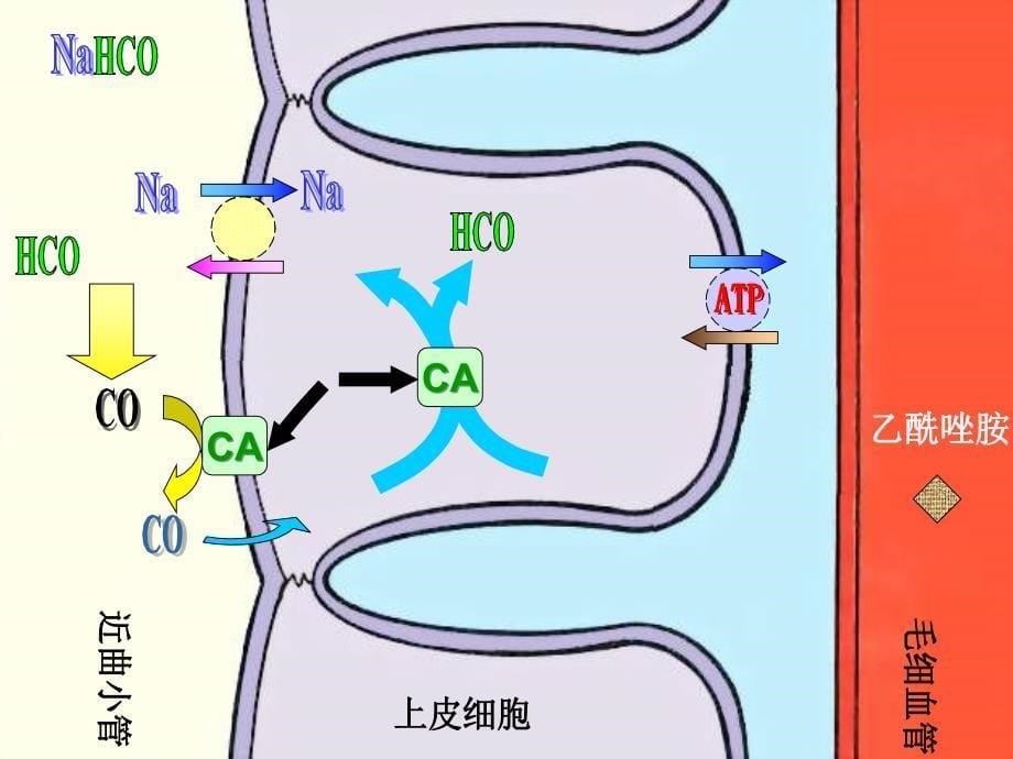 心血管药理一课件_第5页