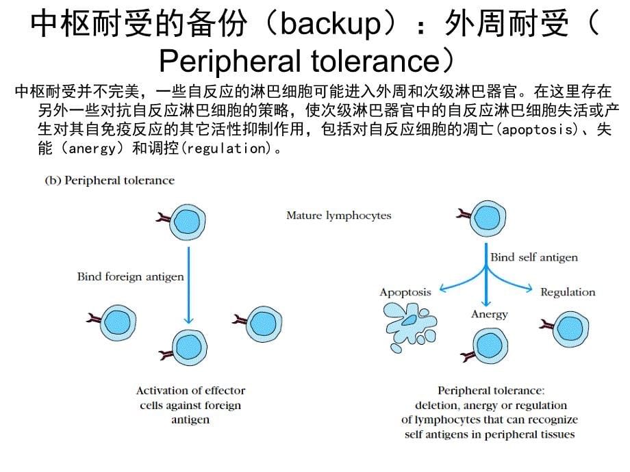 免疫学 第12章 移植免疫、自身免疫和肿瘤免疫精品课件_第5页