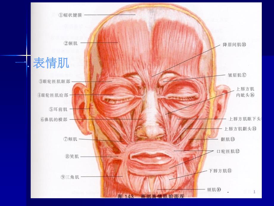 （优质医学）口腔颌面部肌肉解剖结构_第1页