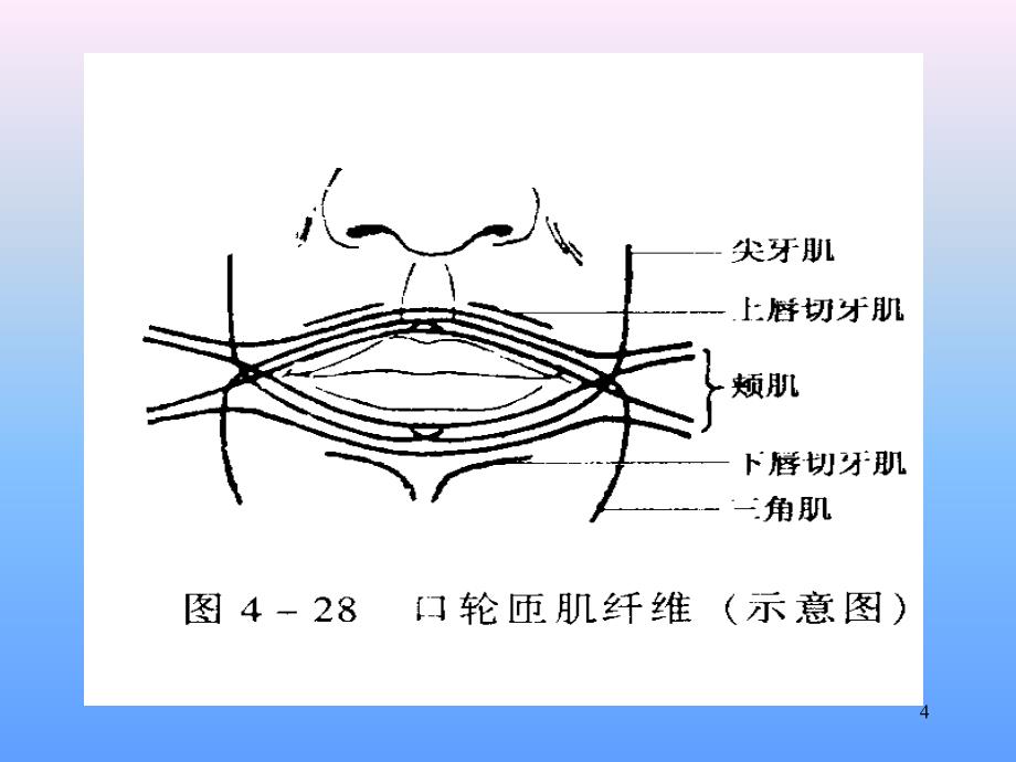 （优质医学）口腔颌面部肌肉解剖结构_第4页