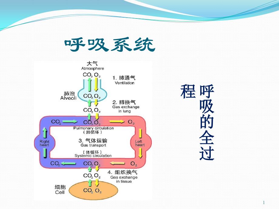 （优质医学）呼吸系统_第1页