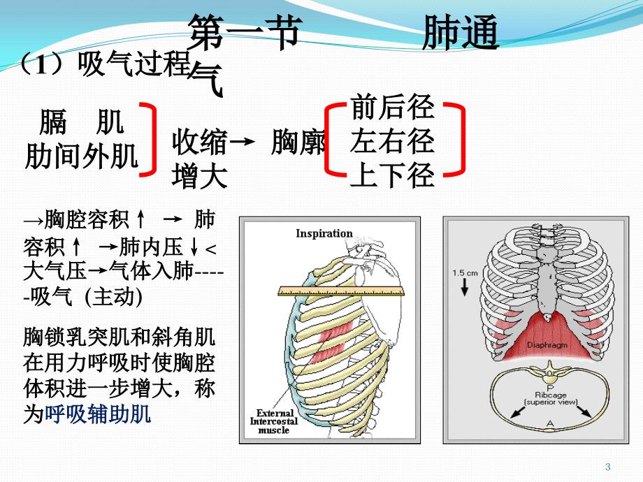 （优质医学）呼吸系统_第3页