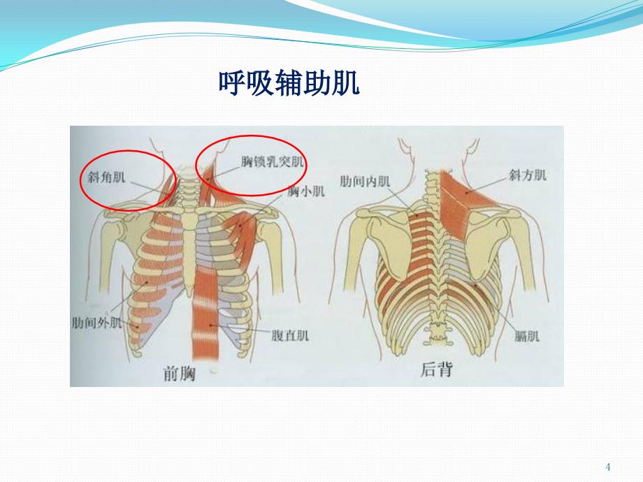 （优质医学）呼吸系统_第4页