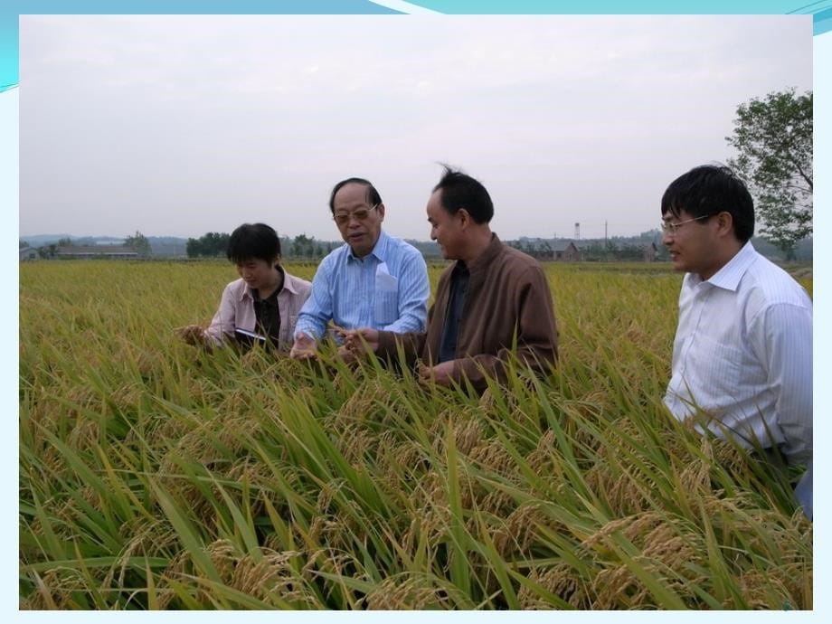 水稻精确定量栽培技术课件_第5页