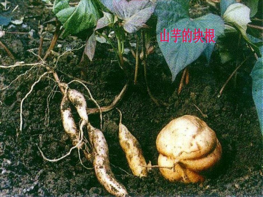 植物营养器官课件_第3页