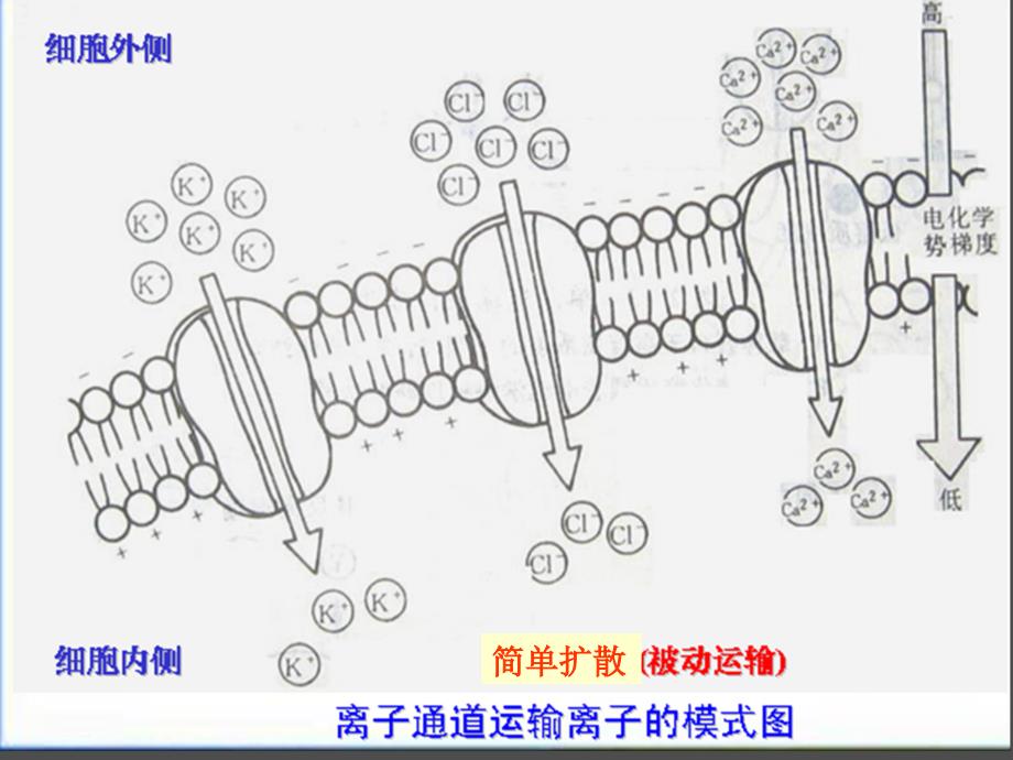 植物对矿质元素的吸收利用课件_第3页