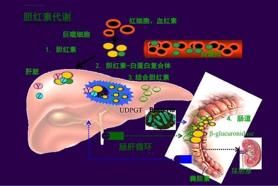 新生儿黄疸 科室讲课课件_第5页