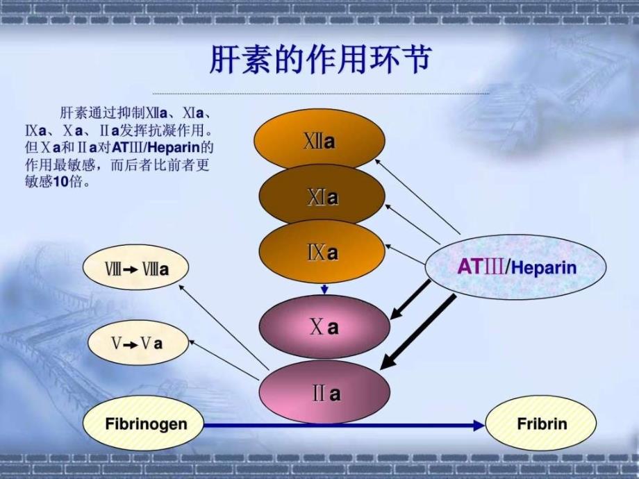 普通肝素和低分子量肝素课件_第3页