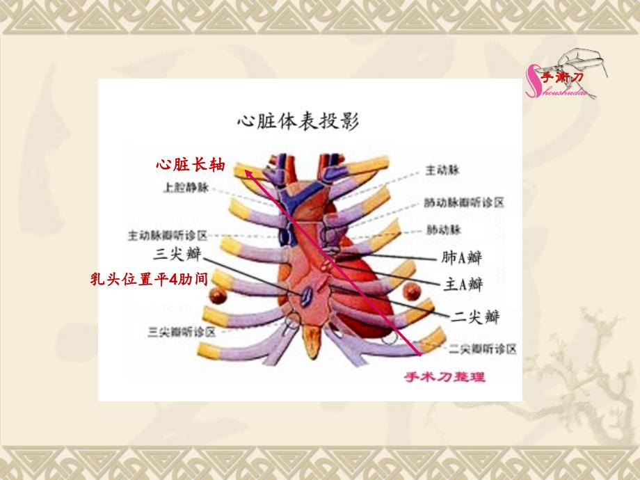 {精品}心脏超声常规切面及手法操作 {精品}_第3页