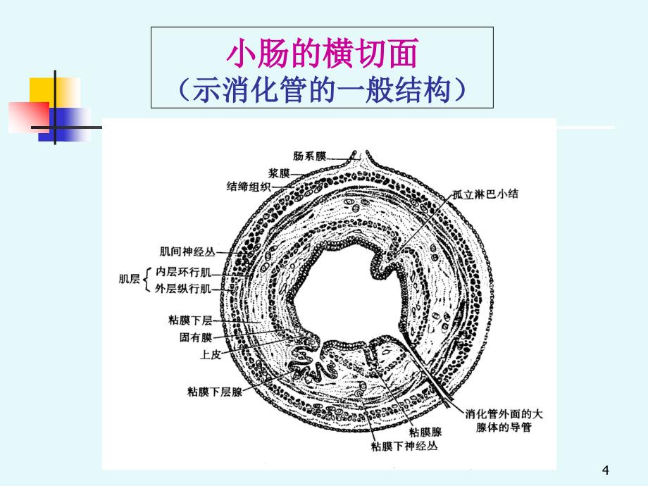 消化系统--digestivesystemPPT课件_第4页