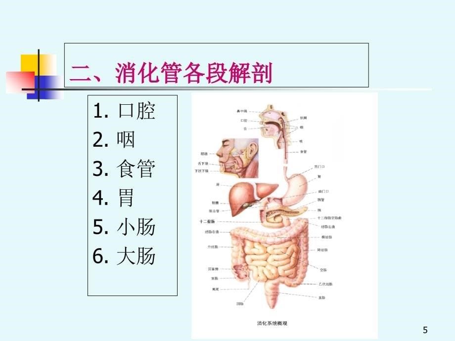 消化系统--digestivesystemPPT课件_第5页