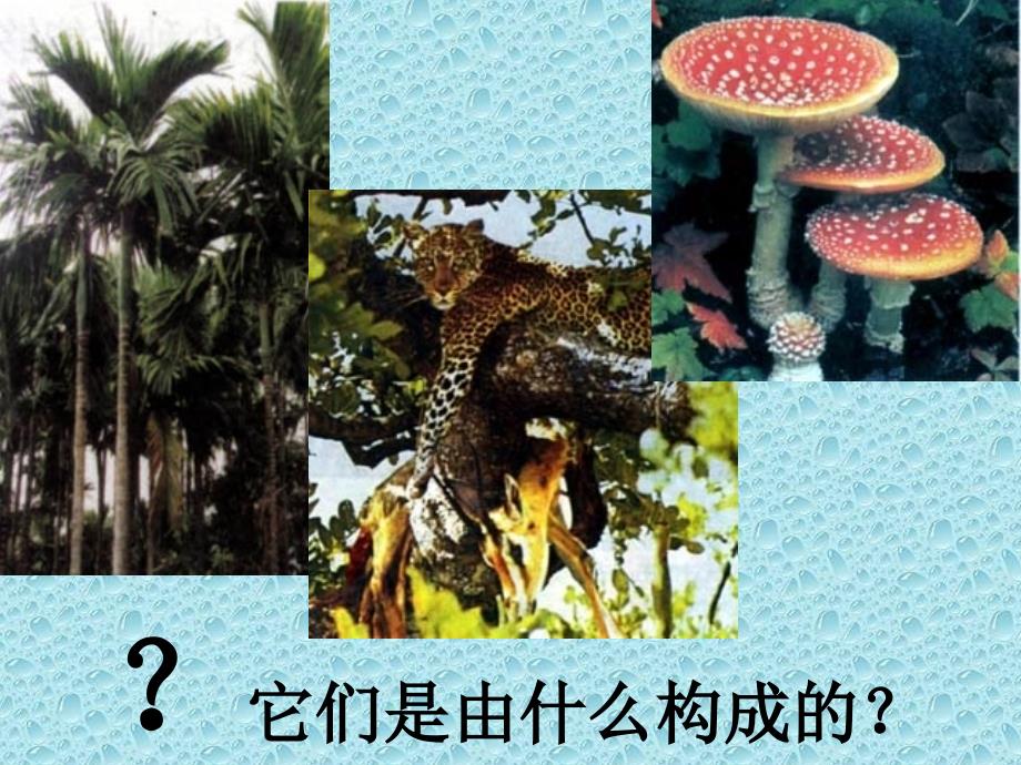 没有细胞结构的微小生物课件_第2页