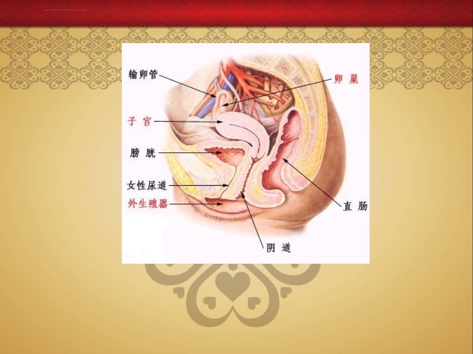 小学五六年级女生青春期生理健康教育课件_第2页