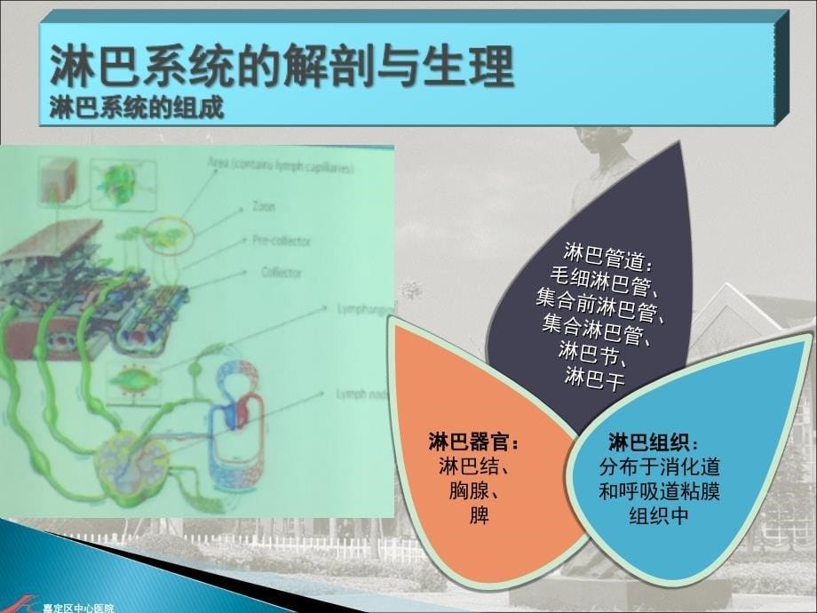 淋巴水肿的简介与治疗课件_第5页