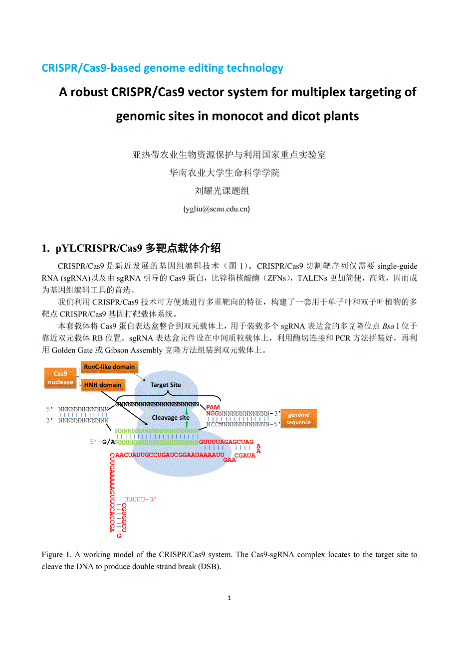 刘耀光_多靶点pCRISPR载体(单子叶和双子叶植物用)使用方法2020-4-14(new)(1)(最新-编写)_第1页