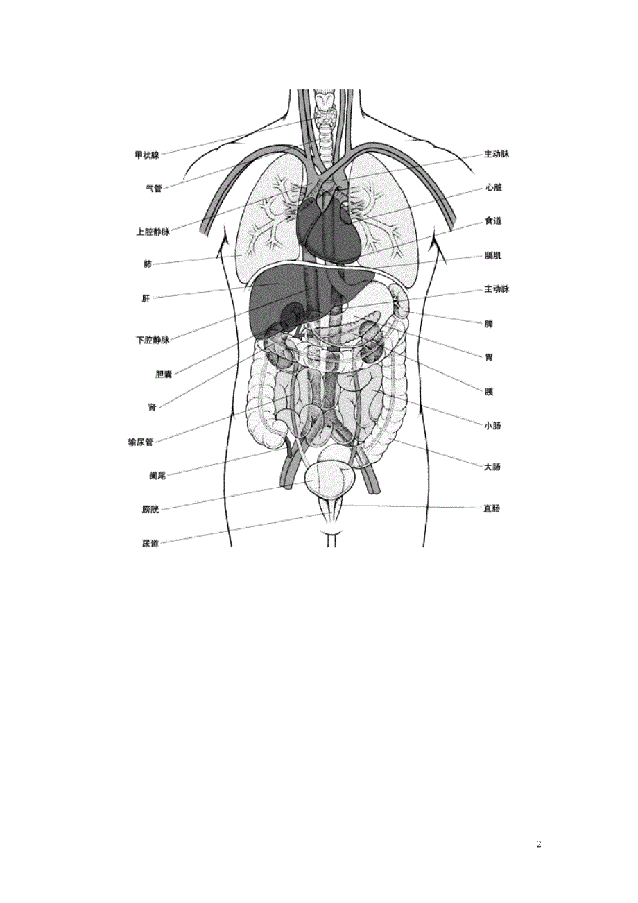 人体结构示意图._第2页