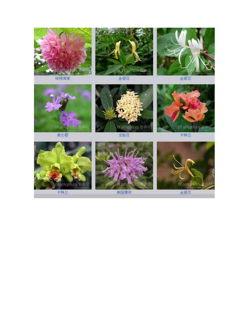 1166编号世界上最全的花种类_第2页