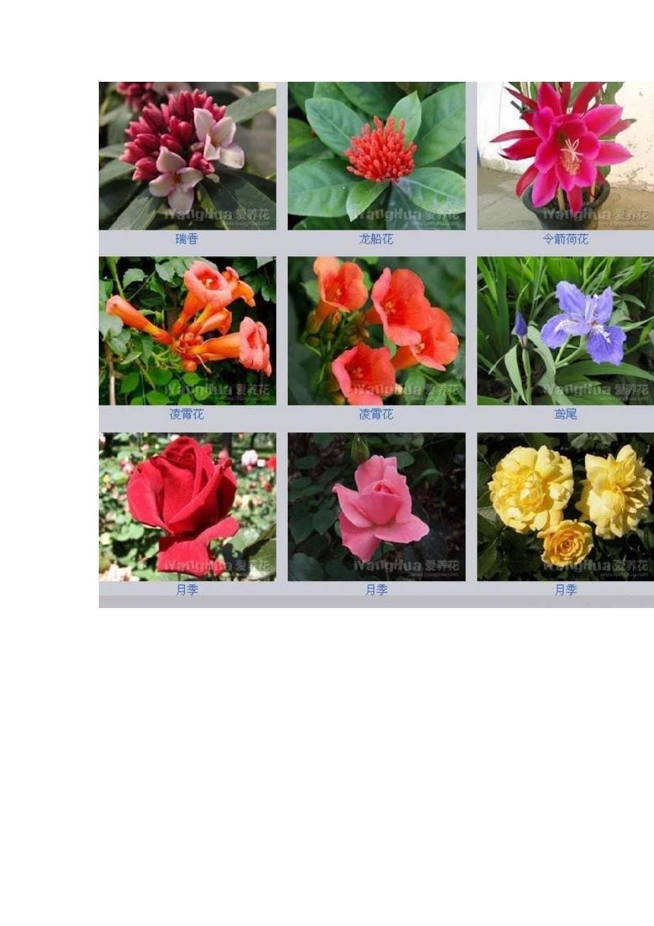 1166编号世界上最全的花种类_第5页