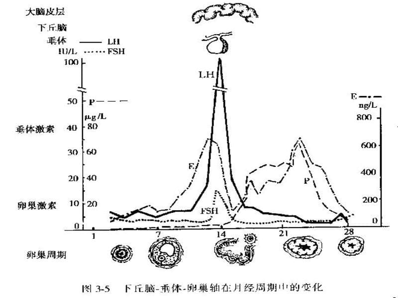 月经周期的调节课件_第5页