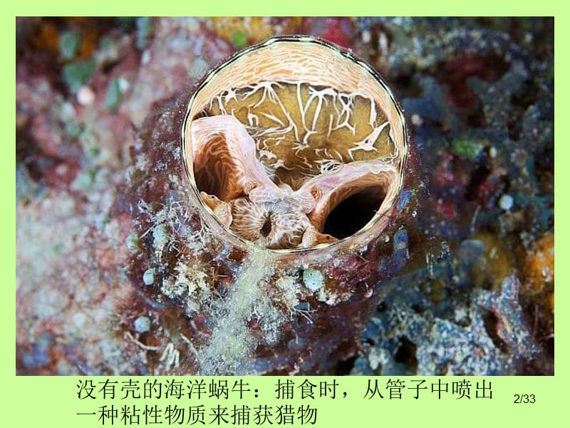 1401编号世界最神奇美丽的海洋生物_第2页