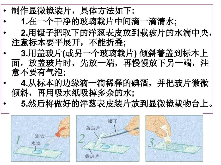 547编号教科版科学六年级下册《用显微镜观察身边的生命世界》(一)_第5页