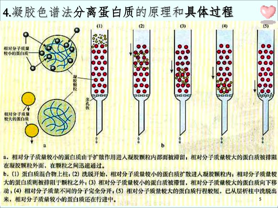 血红蛋白的提取和分离-上课用PPT课件_第4页