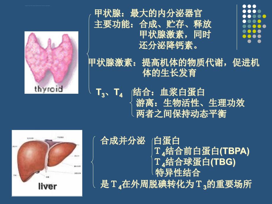 甲状腺激素与肝脏(进修)课件_第2页