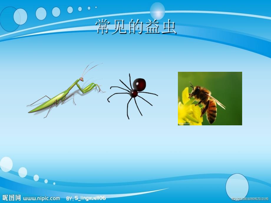 蜻蜓是益虫课件_第3页