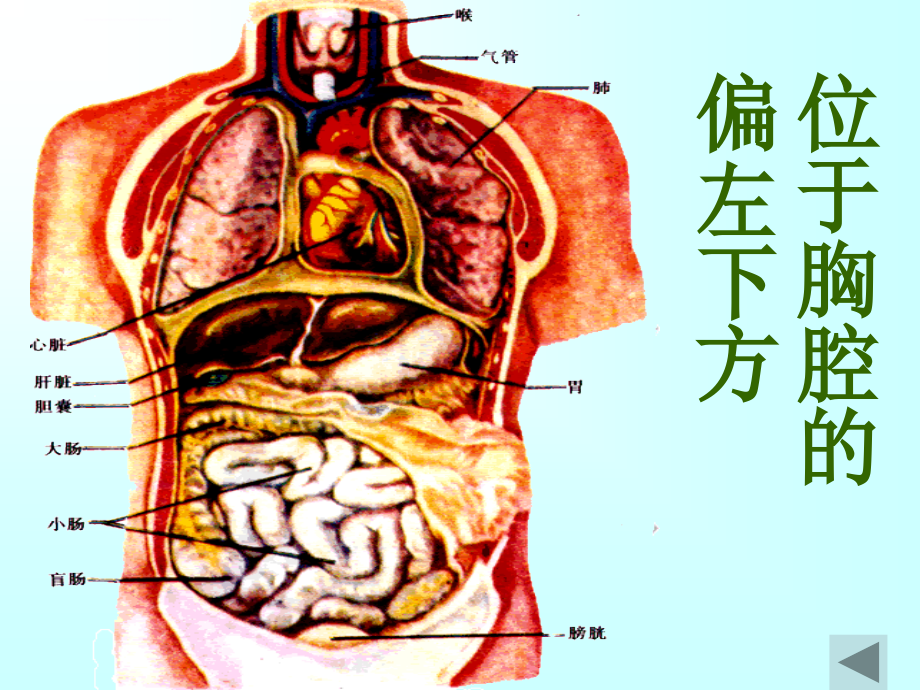 第四章第三节输送血液的泵——心脏详解课件_第4页