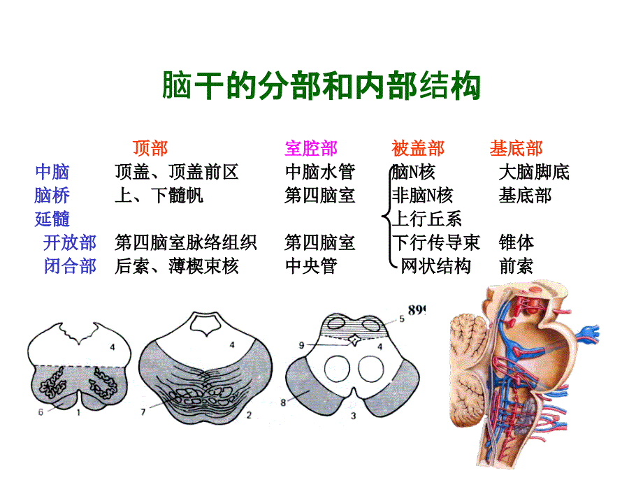 脑干网状结构2012-PPT课件_第3页