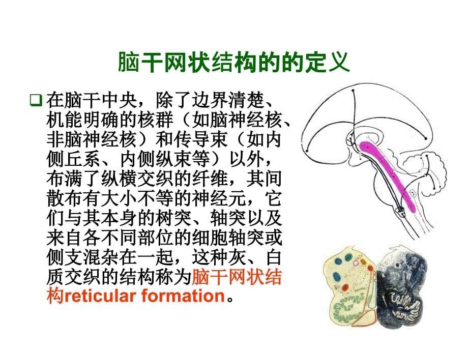 脑干网状结构2012-PPT课件_第5页