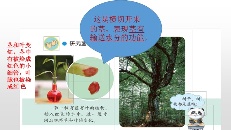 苏教版三年级科学下册1.2幼苗长大了ppt课件_第3页