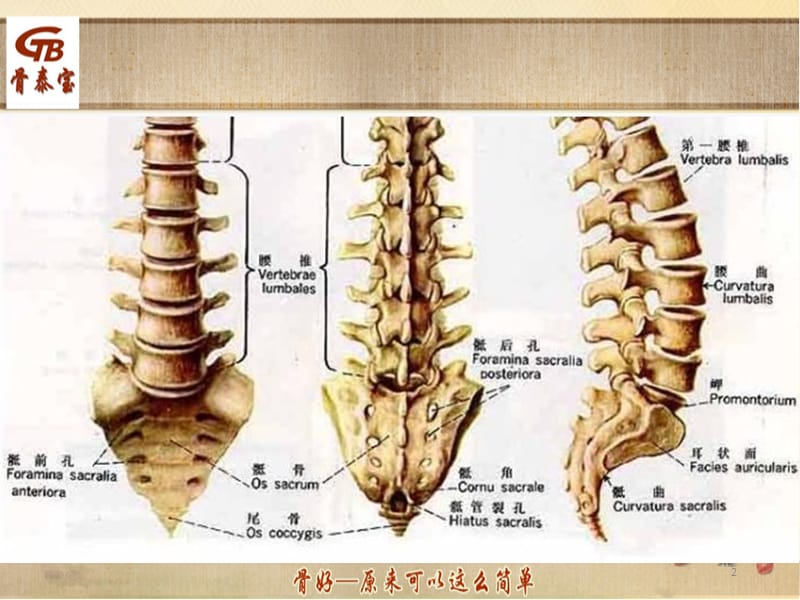 腰骶椎病你知多少PPT课件_第2页