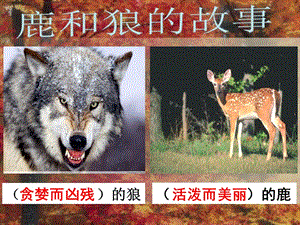 《鹿和狼的故事》教学课件（三）