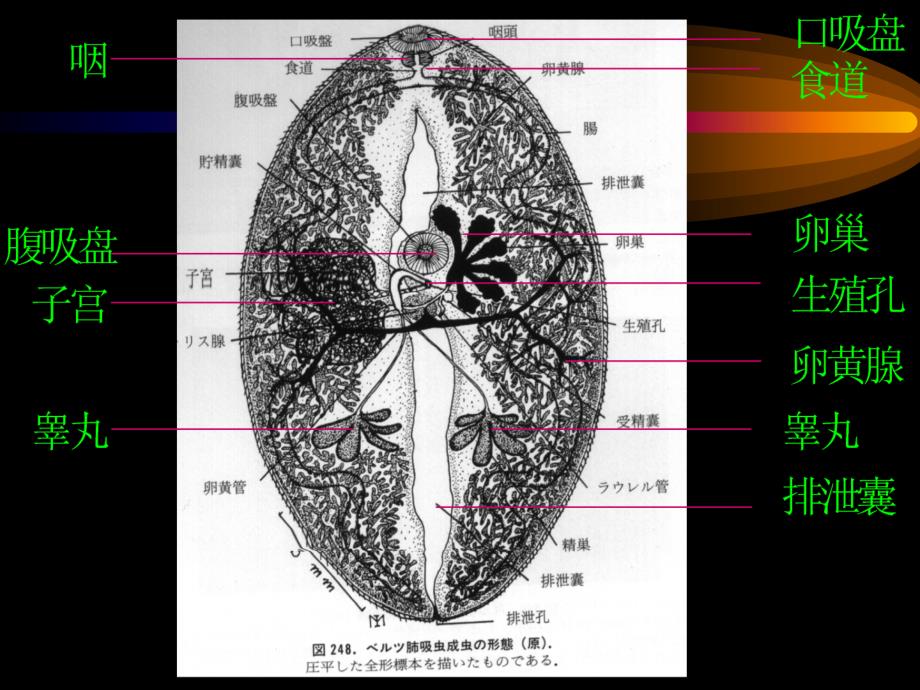 023-肺吸虫PPT演示课件_第4页