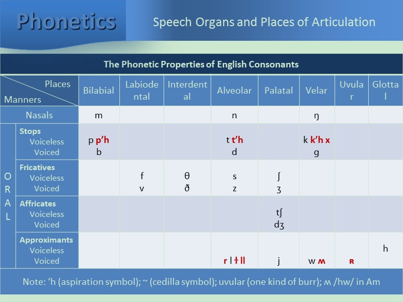 英语发音位置和发音方法简述课件_第3页