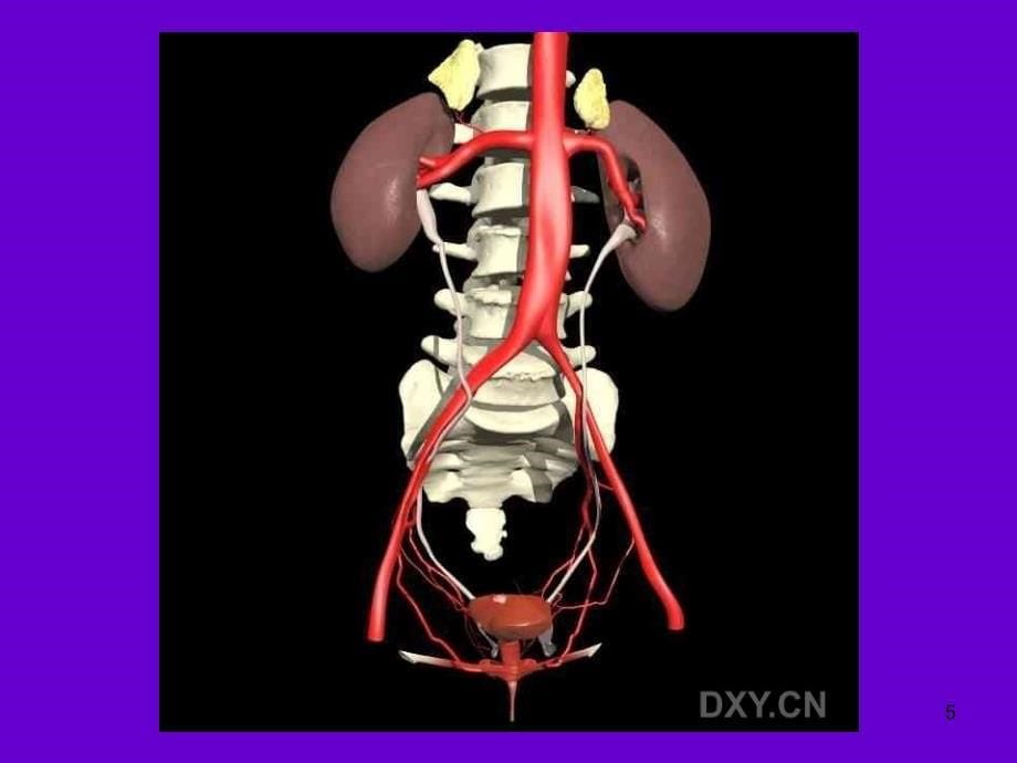 精美的肾脏三维解剖图片PPT演示课件_第5页