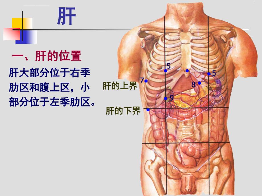 肝胆、门静脉解剖课件_第2页